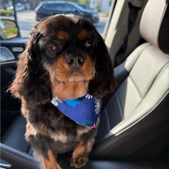 Meet your Posher, EC - Picture 1 of 2